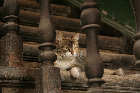 Lviv beasts. Cats and dogs