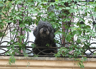 Lviv beasts. Cats and dogs