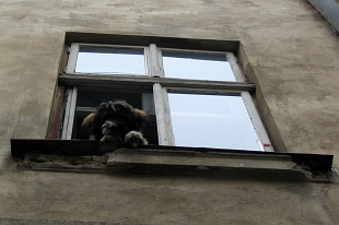 Lviv beasts. Cats and dogs