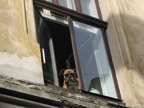 Lviv beasts. Cats and dogs