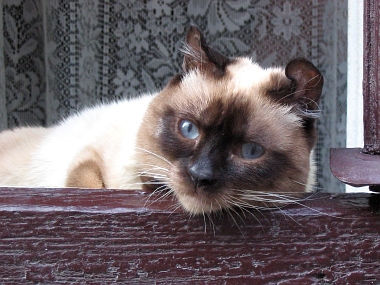 The Noblest Lviv Cat