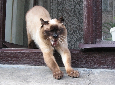 The Noblest Lviv Cat