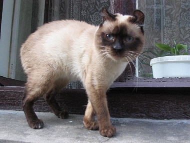 The Noblest Lviv Cat