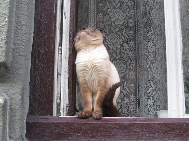 The noblest Lviv Cat