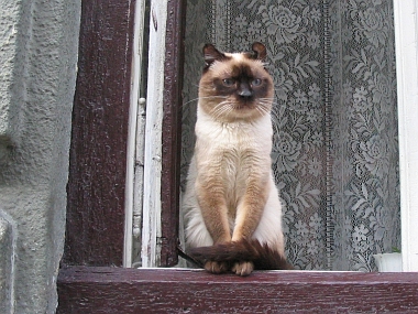 The noblest Lviv Cat