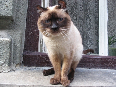 The Noblest Lviv Cat