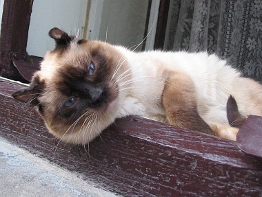 The Noblest Lviv Cat