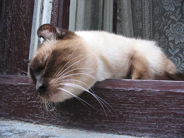 The Noblest Lviv Cat